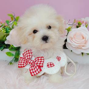 Bichon