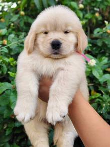 Golden Retriever Puppy - Female GP2