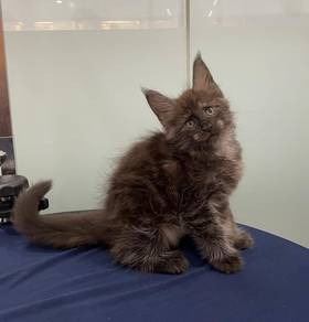 Mainecoon