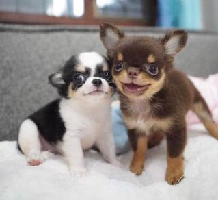 CHIHUAHUA PUPPIES VIP116🌷Head Apple Cute Dog Boy