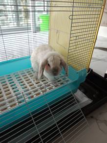 Holland lop rabbit