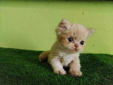 Shorthair Cream Munchkin Male 