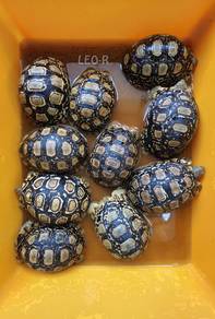 Leopard Tortoise / Kura-kura