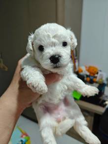 Bichon Frise Puppies