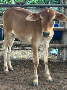 lembu bertina