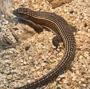 Sudan Plated Lizard
