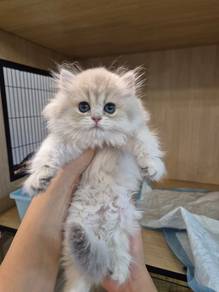 British Longhair Golden Shaded