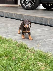 Male Dachshund puppy