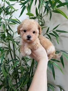 maltipoo