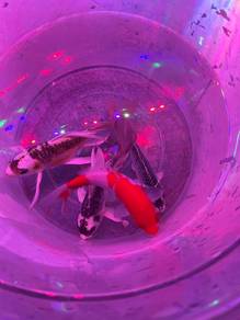 All Japanese & maya shortbody koi
