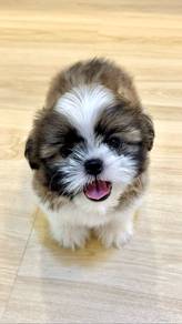 A42 Fluffy Shih Tzu Dog