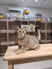 golden shaded British short hair cat kucing