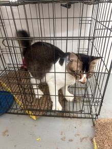kucing jantan