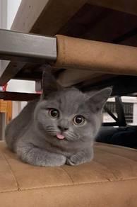 British Short Hair Kitten