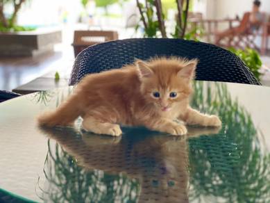 Tabby Orange Mainecoon Kitten