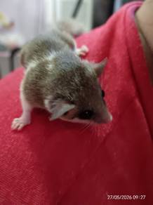 Tupai Mini / African Dwarf Dormice