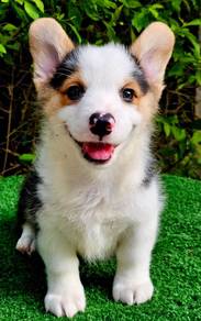 CORGI PUPPIES C111 Available Male & Female