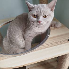 Bsh male lilac