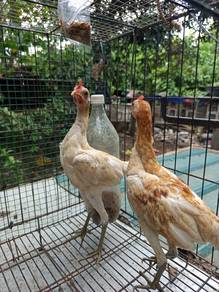 ModernGame Bantam