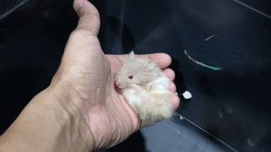 long hair male syrian 2 month
