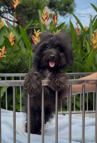 poodle