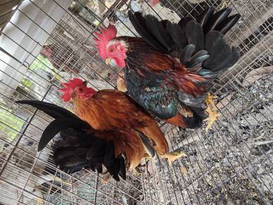 Ayam serama