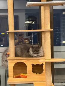 Persian kitten 9 months for adoption