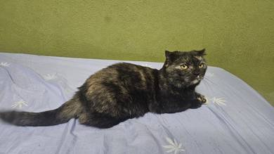 kucing induk betina munchkin