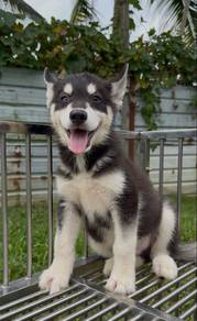 husky