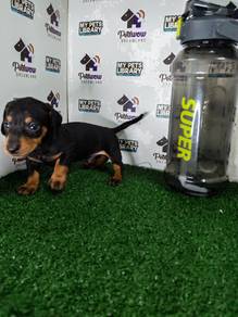 Black and tan miniature dachshund