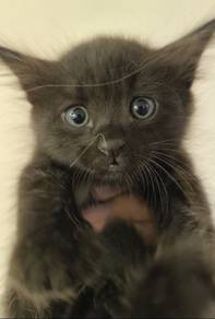 Black kitten cat ragamuffin 