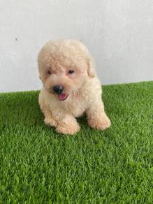 Pure Breed Poodle Puppy
