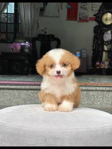 party color poodle 