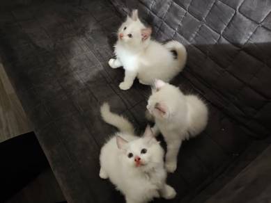 Ragdoll kitten