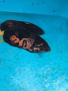shortbody Oscar fish