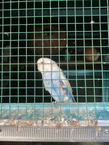 burung baji