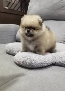Tiny Pomeranian female