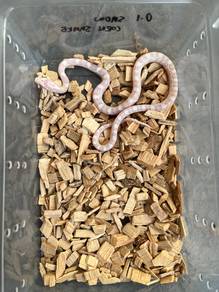 snow corn snake ular jagung