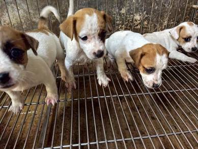 Jack Russell Male