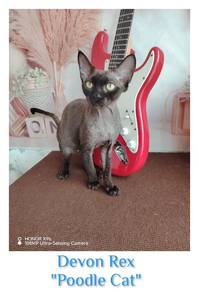 Devon Rex "Poodle Cat" 