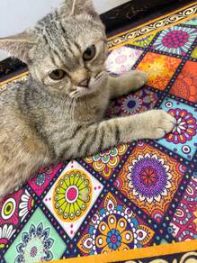 British Shorthair golden mix