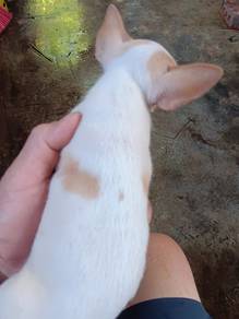 Cute Chihuahua Male Puppy