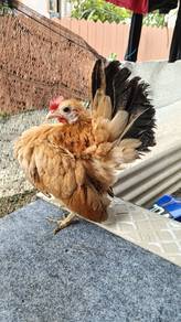 ayam serama sepasang 