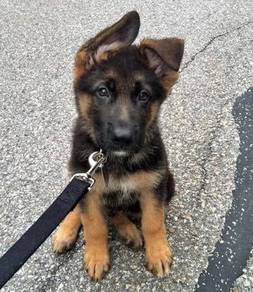QW4599 MKA registered German Shepherd puppy