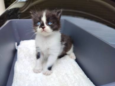 TOPs A-GRADE Yujiro Black White Curl Ragdoll cat