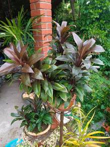 Pokok Jenjuang (Cordyline fruticosa)