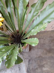 sarang burung plant