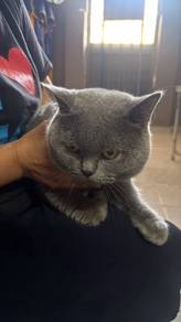 Bsh Jantan