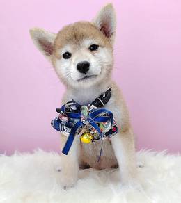Shiba