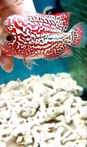 Louhan Flowerhorn Ikan Hiasan S1
